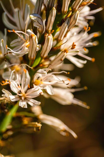 Foto primer plano de una planta de flores blancas