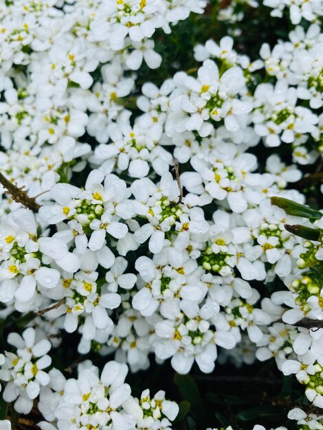 Foto primer plano de una planta de flores blancas