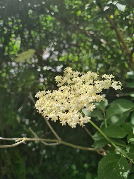 Foto primer plano de una planta de flores blancas