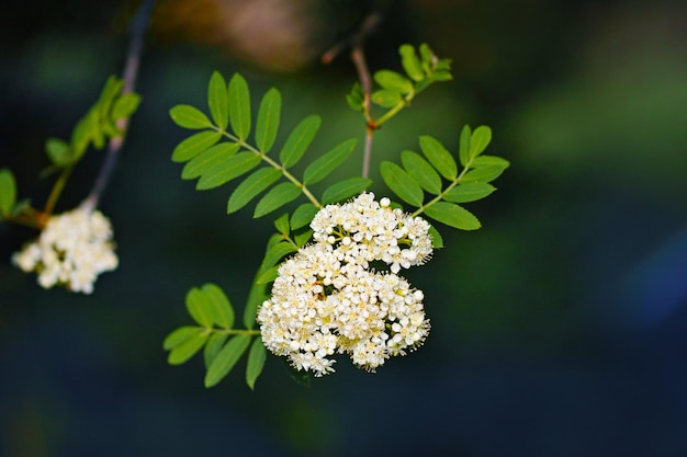 Foto primer plano de una planta de flores blancas