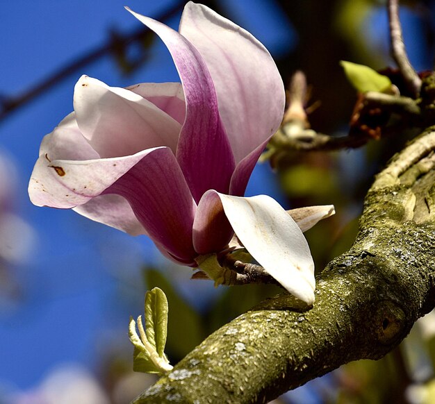 Foto primer plano de una planta de flores blancas