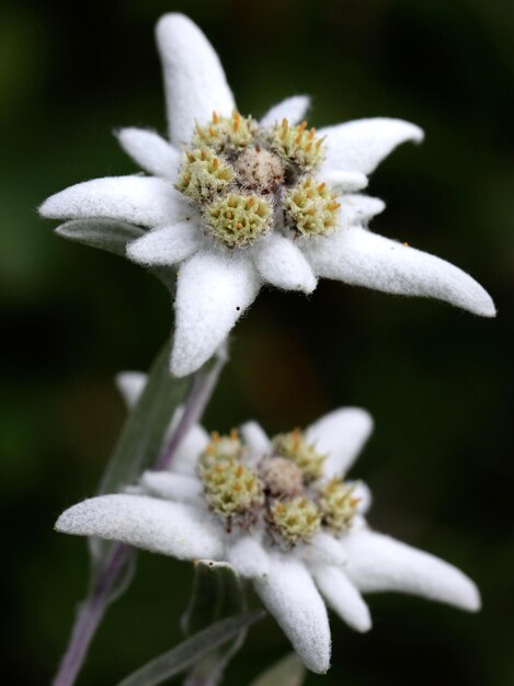 Foto primer plano de una planta de flores blancas