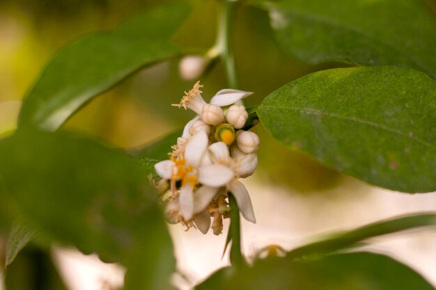 Foto primer plano de una planta de flores blancas