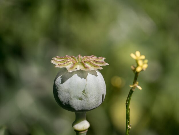 Foto primer plano de una planta de flores blancas