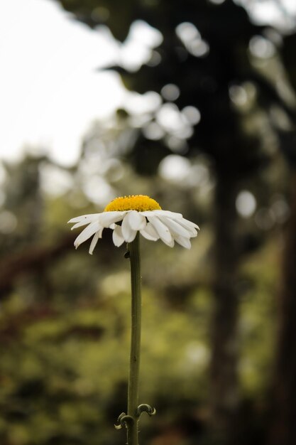 Primer plano de una planta de flores blancas