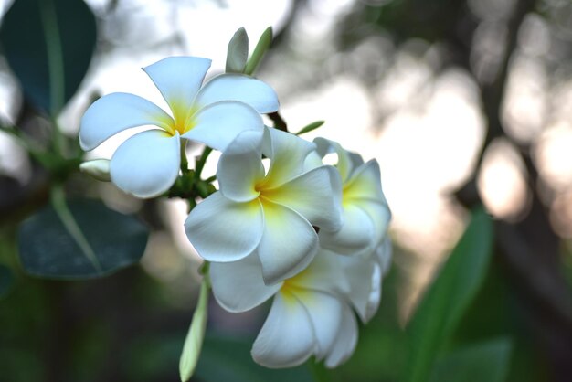 Primer plano de una planta de flores blancas