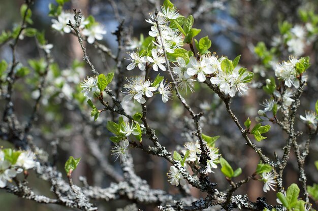 Foto primer plano de una planta de flores blancas