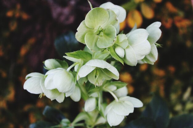 Foto primer plano de una planta de flores blancas