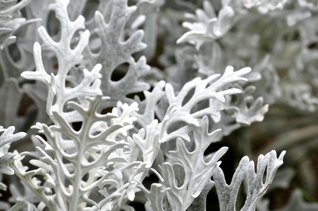 Foto primer plano de una planta de flores blancas