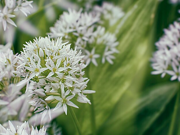 Foto primer plano de una planta de flores blancas