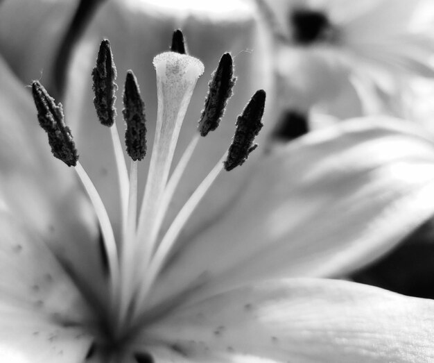 Foto primer plano de una planta de flores blancas