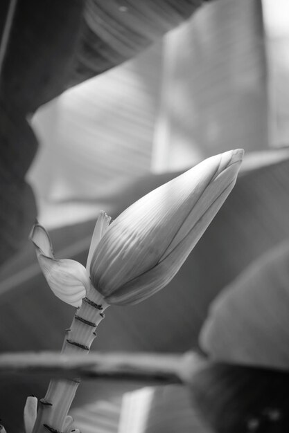 Foto primer plano de una planta de flores blancas