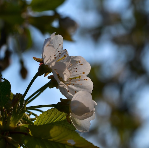 Foto primer plano de una planta de flores blancas