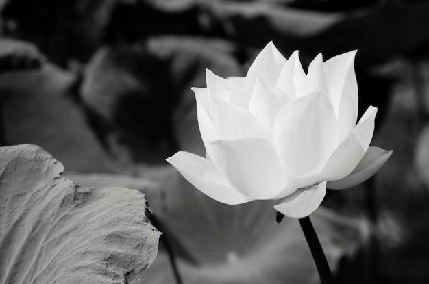 Foto primer plano de una planta de flores blancas