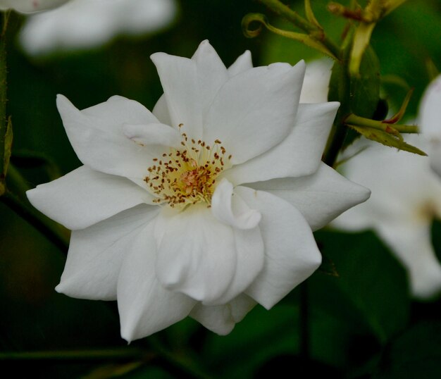 Foto primer plano de una planta de flores blancas