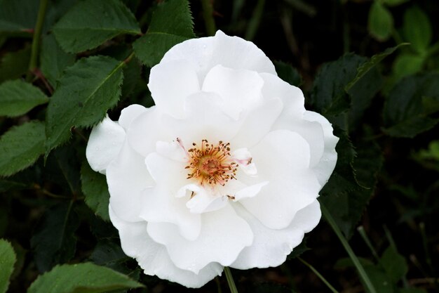 Foto primer plano de una planta de flores blancas