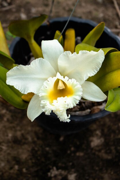 Foto primer plano de una planta de flores blancas