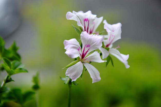 Foto primer plano de una planta de flores blancas