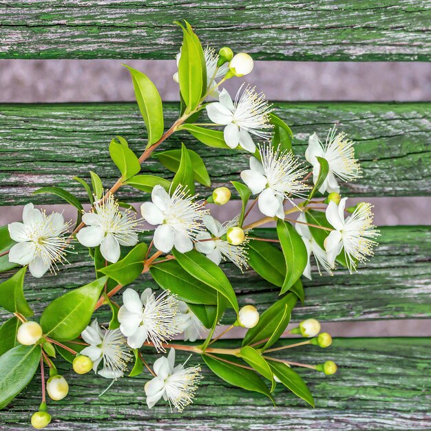 Foto primer plano de una planta de flores blancas