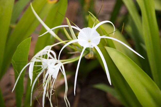 Foto primer plano de una planta de flores blancas