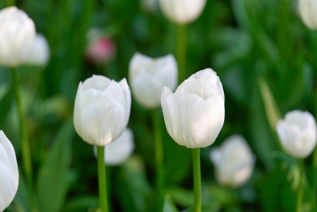 Foto primer plano de una planta de flores blancas