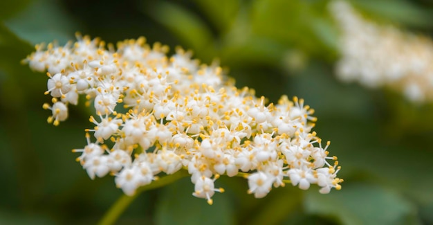 Foto primer plano de una planta de flores blancas