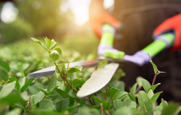 Primer plano de una planta de flores blancas