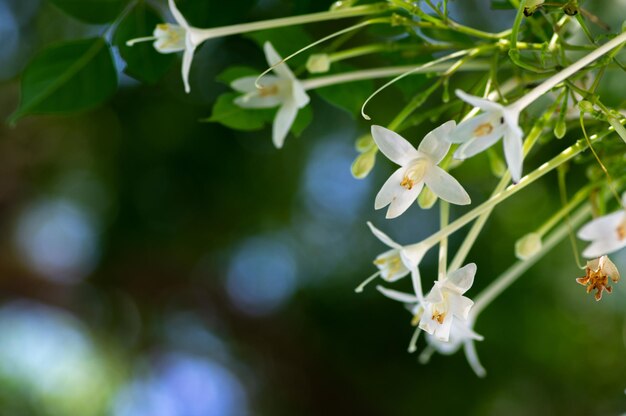 Foto primer plano de una planta de flores blancas