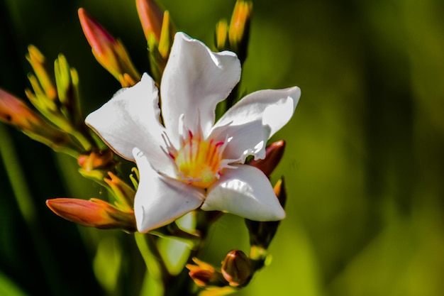 Foto primer plano de una planta de flores blancas