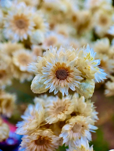 Foto primer plano de una planta de flores blancas