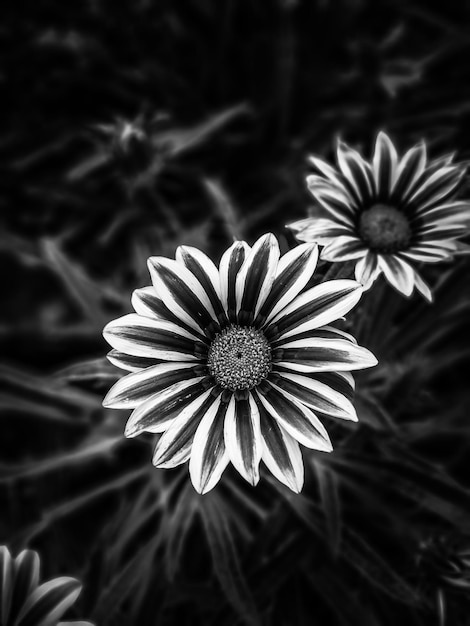 Foto primer plano de una planta de flores blancas