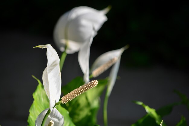 Foto primer plano de una planta de flores blancas