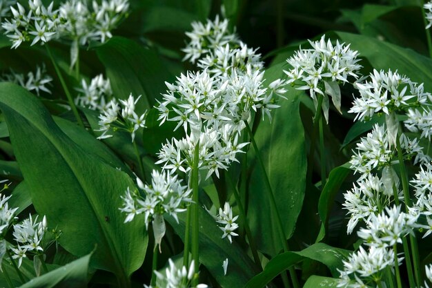 Foto primer plano de una planta de flores blancas