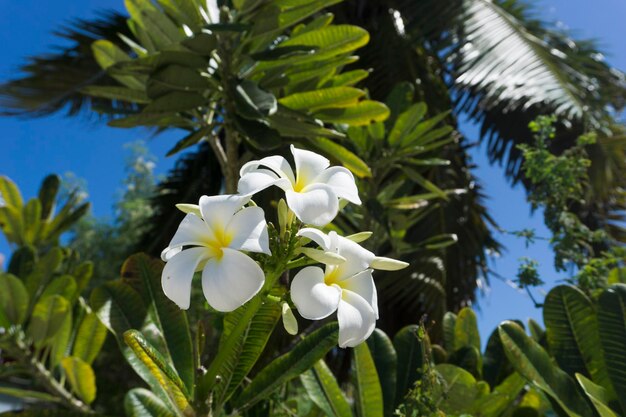 Foto primer plano de una planta de flores blancas