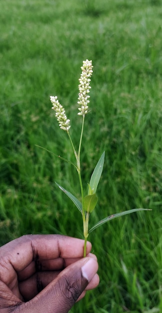 Un primer plano de una planta con flores blancas