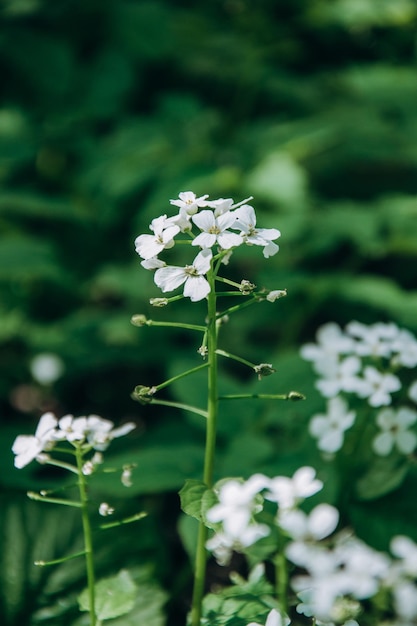 Un primer plano de una planta con flores blancas