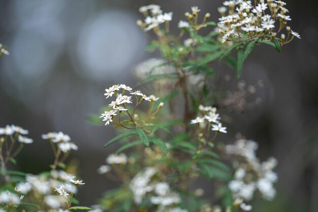 Un primer plano de una planta con flores blancas