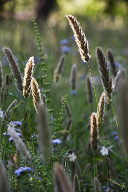 Foto primer plano de una planta con flores en el campo