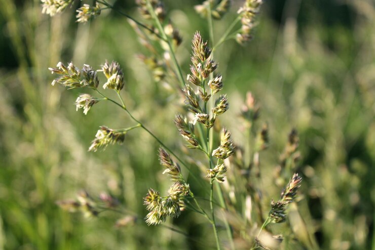 Foto primer plano de una planta con flores en el campo