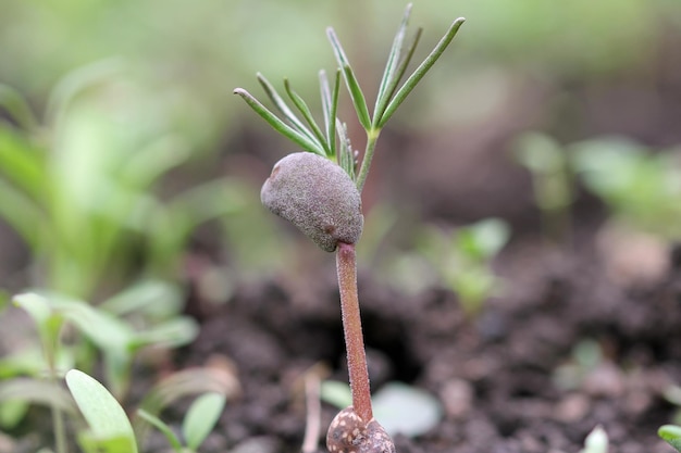 Primer plano de una planta con flores en el campo