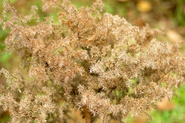 Foto primer plano de una planta con flores en el campo