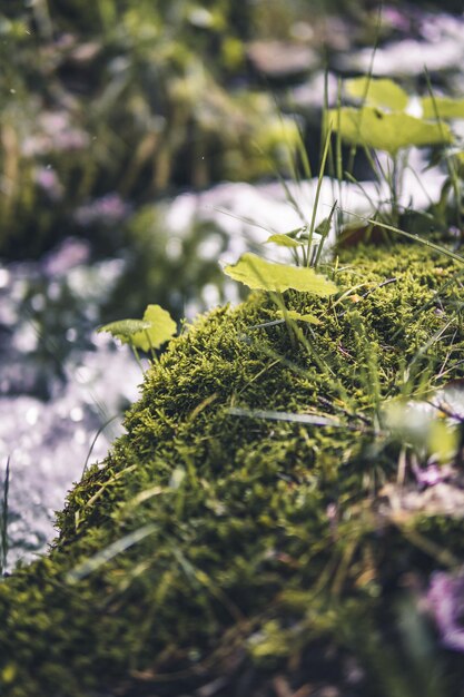 Foto primer plano de una planta con flores en el campo