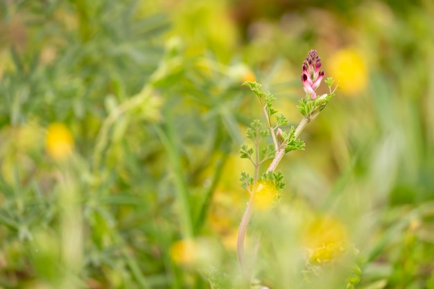 Un primer plano de una planta con flores de color púrpura