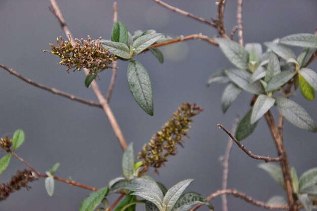 Foto primer plano de una planta con flores contra un árbol