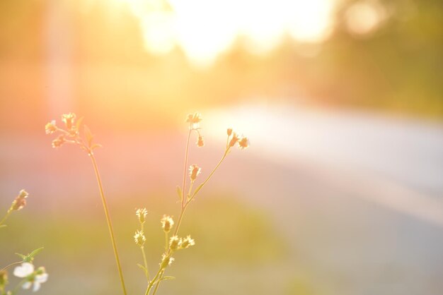 Foto primer plano de una planta con flores contra el cielo al atardecer