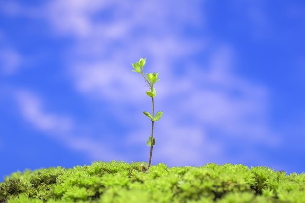 Foto primer plano de una planta con flores contra el cielo azul