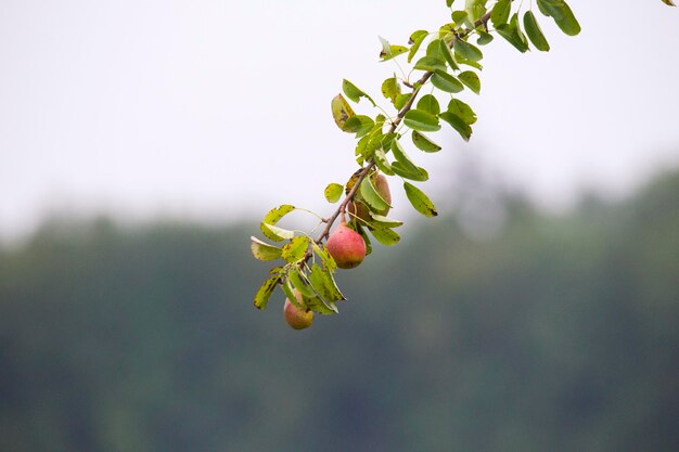 Primer plano de una planta con flores contra el cielo