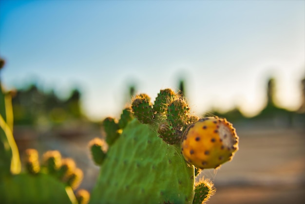 Foto primer plano de una planta con flores contra un fondo borroso