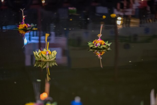 Foto primer plano de una planta con flores contra un fondo borroso