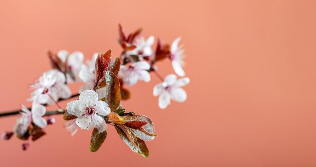 Foto primer plano de una planta con flores contra un fondo naranja